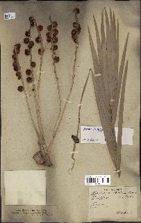 spécimen de Phoenix dactylifera