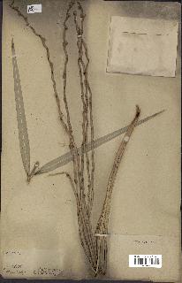 spécimen de Phoenix dactylifera