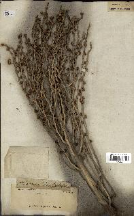 spécimen de Phoenix dactylifera