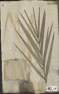 spécimen de Phoenix dactylifera