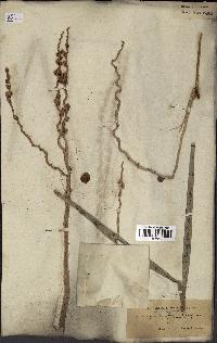 spécimen de Phoenix dactylifera