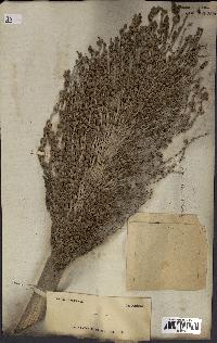 spécimen de Phoenix dactylifera