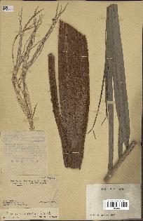 spécimen de Phoenix canariensis