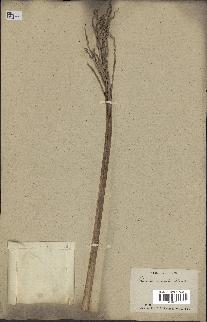 spécimen de Phoenix acaulis