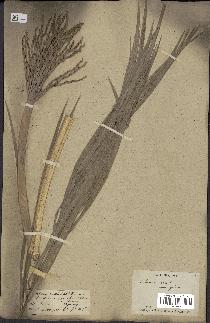 spécimen de Phoenix acaulis