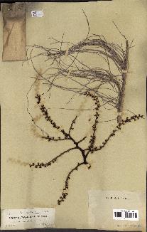 spécimen de Colpothrinax wrightii