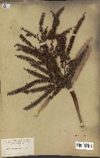 spécimen de Serenoa serrulata