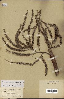 spécimen de Serenoa repens