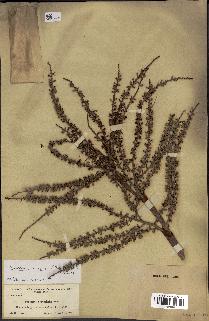 spécimen de Serenoa repens
