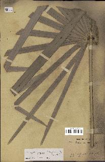 spécimen de Serenoa repens