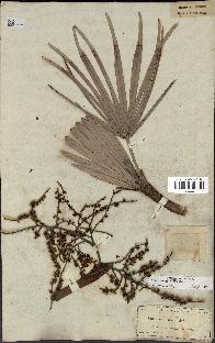 spécimen de Serenoa repens