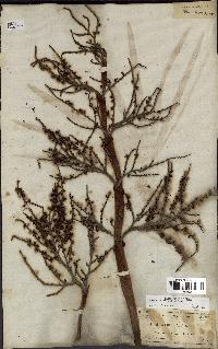 spécimen de Serenoa repens