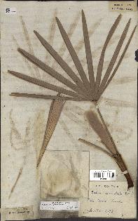 spécimen de Serenoa repens
