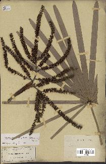 spécimen de Serenoa repens