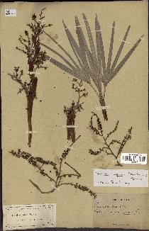 spécimen de Serenoa repens