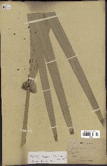 spécimen de Serenoa repens