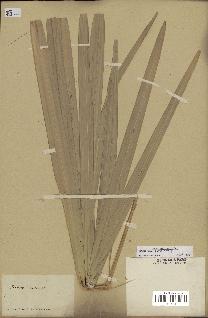 spécimen de Serenoa repens
