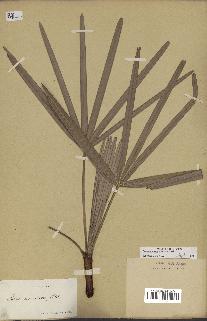 spécimen de Serenoa repens