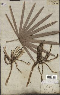 spécimen de Serenoa repens