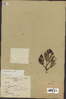 spécimen de Cryosophila nana