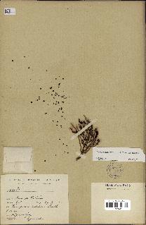 spécimen de Cryosophila nana