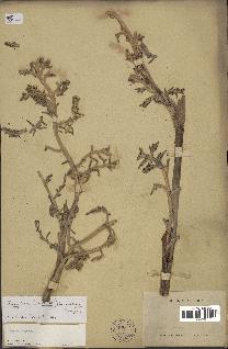 spécimen de Brahea brandegeei