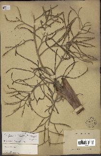 spécimen de Brahea brandegeei