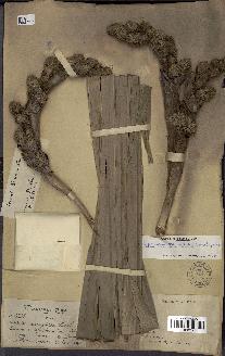 spécimen de Copernicia macroglossa