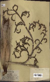 spécimen de Copernicia macroglossa