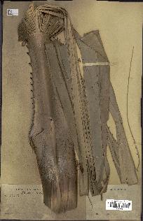 spécimen de Copernicia macroglossa