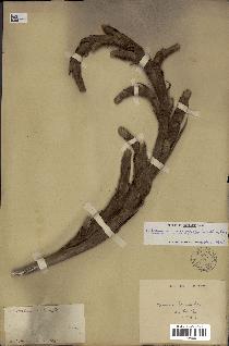 spécimen de Copernicia macroglossa