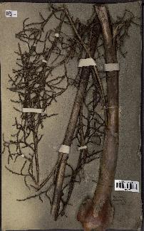 spécimen de Copernicia australis