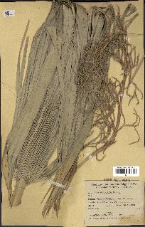 spécimen de Copernicia alba