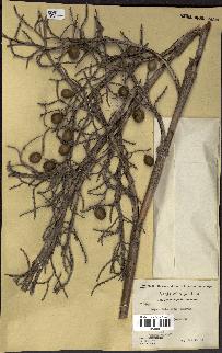 spécimen de Copernicia alba