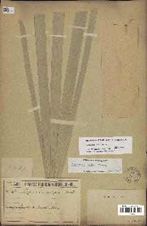 spécimen de Copernicia alba