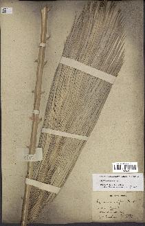 spécimen de Copernicia alba