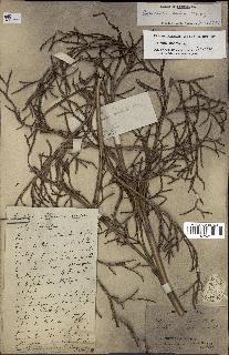 spécimen de Copernicia alba