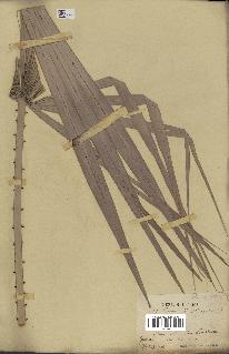 spécimen de Copernicia wrightii