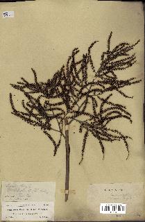 spécimen de Copernicia wrightii