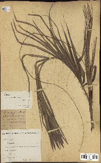 spécimen de Calamus deerratus