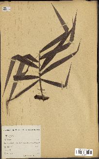 spécimen de Calamus deerratus