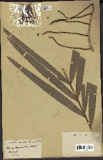 spécimen de Calamus deerratus