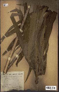 spécimen de Calamus deerratus