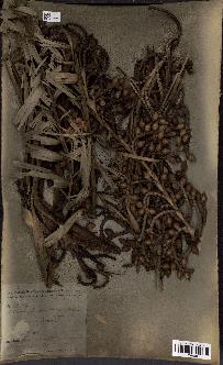 spécimen de Calamus deerratus