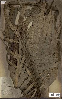 spécimen de Calamus deerratus