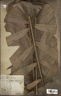 spécimen de Calamus deerratus