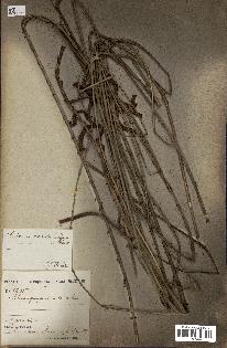spécimen de Calamus deerratus