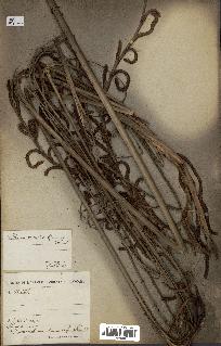 spécimen de Calamus deerratus