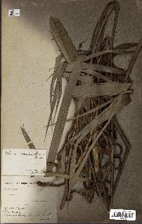 spécimen de Calamus deerratus