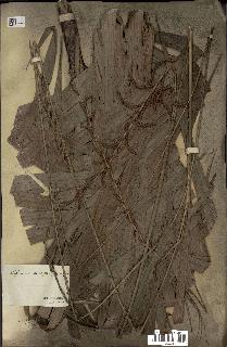 spécimen de Calamus deerratus